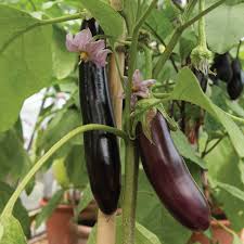 Hybrid Brinjal Seeds