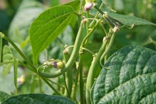 Hybrid Cluster Beans Seeds
