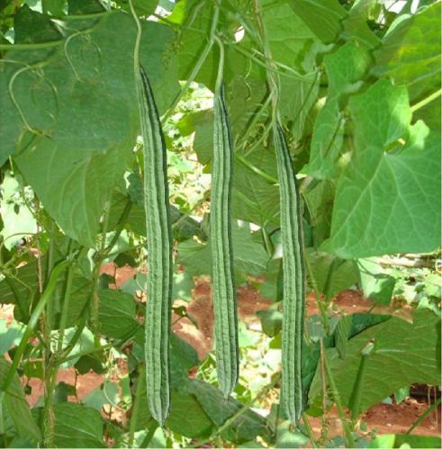 Hybrid Ridge Gourd Seeds