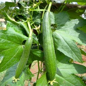 Hybrid Sponge Gourd Seeds, Color : Black