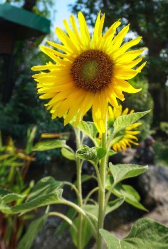 Hybrid Sunflower Seeds