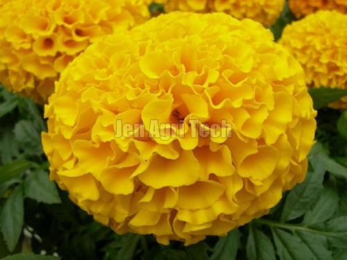 Marigold Flowers