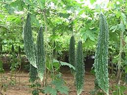 Bitter Gourd, For Cooking, Food