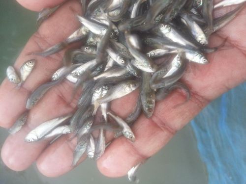 Fish Seed, Certification : FSSAI Cetified