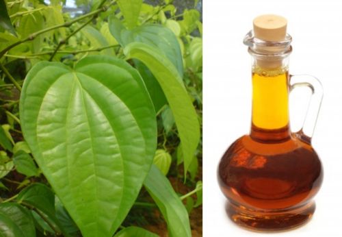 Betel Leaf Oil