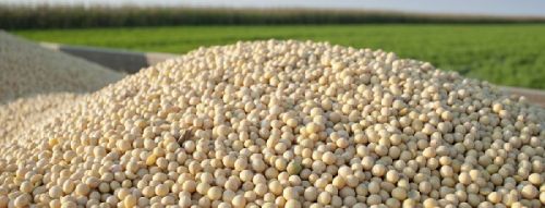 Common Soyabean, Packaging Type : PP Bags