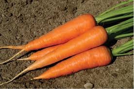 Organic Fresh Carrot