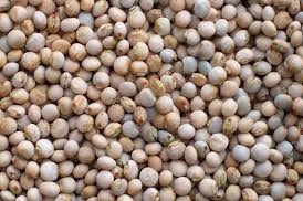 Common Organic Pigeon Pea, Packaging Type : Brown