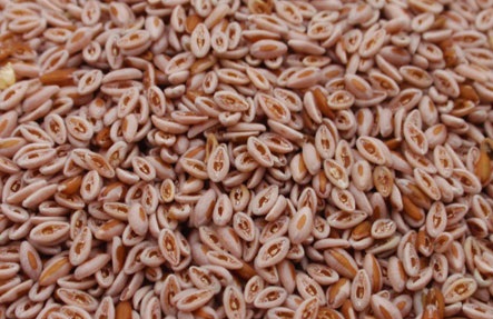 Psyllium, Certification : Halal, SGS, HACCP, GMP, Purity : 99.9