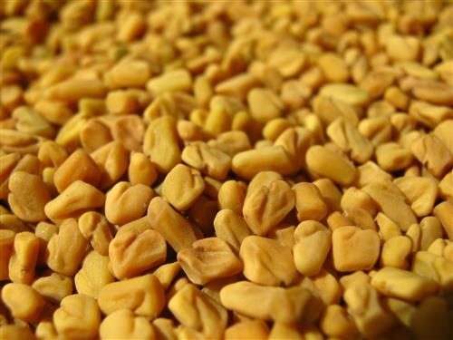 Fenugreek seed, Cultivation Type : Natural