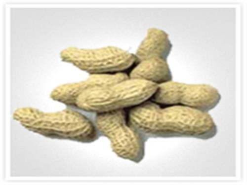 Groundnut