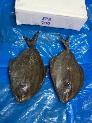 WHOLE Frozen Black Pomfret, Packaging Type : 10KG