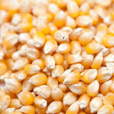 Human Consumption Yellow Corn Maize, Packaging Type : Loose, Plastic Pouch, PP Bag