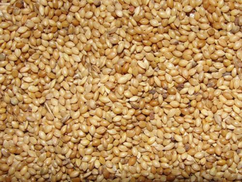 Foxtail Millet