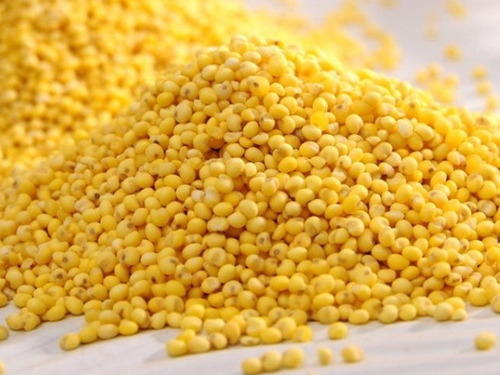 Yellow Millet