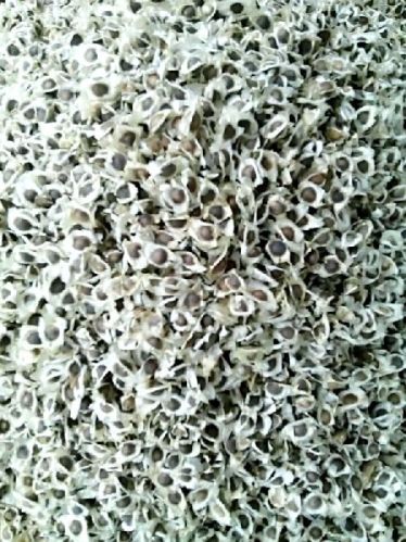 Moringa Seed