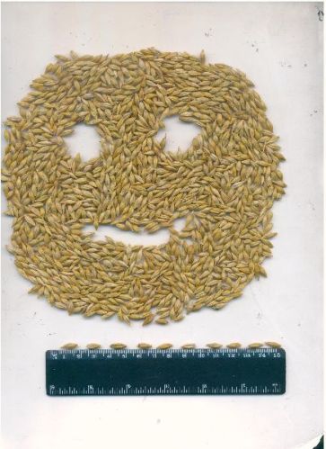 TOP GRADE UKRAINE BARLEY
