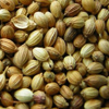 Coriander seeds, Specialities : Good Quality