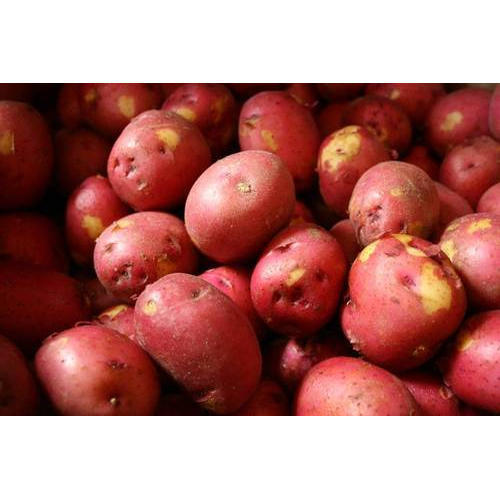 Organic Red Potato