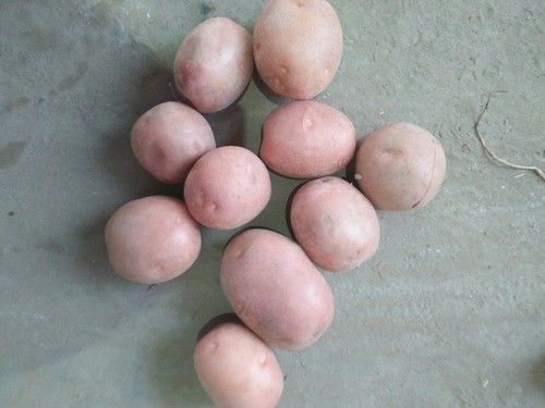 Organic Lady Russet Potato