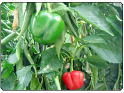 CAPSICUM ORGANOPEAT'S COCO GROWBAGS
