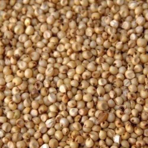 Organic Jowar Seeds, Color : Brown