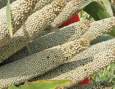 Millet Seeds, For Cooking, Packaging Type : Gunny Bag