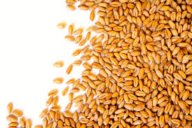 Wheat Seeds, Grade : Superior