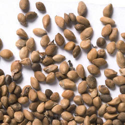 Lingo Herbal Seeds