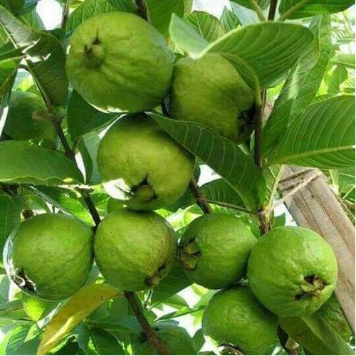 Guava plant