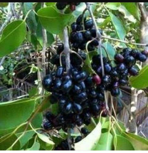 Jamun Plant, For Garden