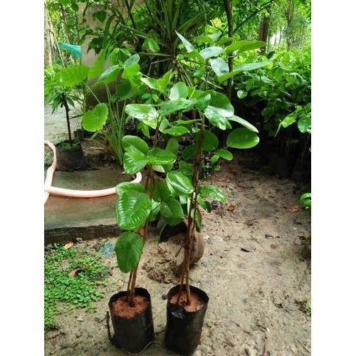 White Sandalwood Plant