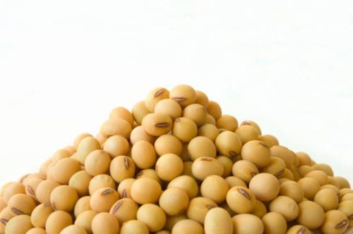 Organic Soybean Seeds, For Human Consumption, Animal Feed, Beverage Drinks, Cooking, Flour, Human Consumption