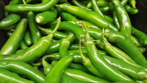 Fresh Green Chilli, Shelf Life : 1year