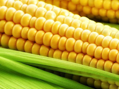 Yellow corn, Processing Type : Fine Processed