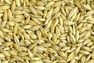 Barley