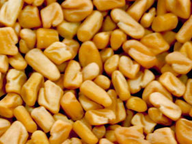 Fenugreek seed, Purity : 97% /98%/ 99%