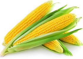 Maize, Packaging Type : Tin Container