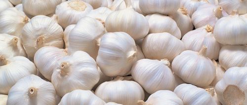 Fresh garlic, Country of Origin : India