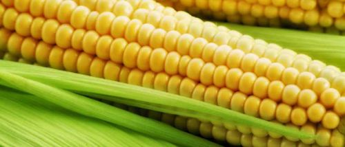 Yellow Maize Corn, For Food Grade Powder