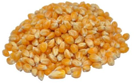 Corn