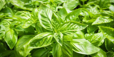 Basil Leaves, Packaging Type : Green