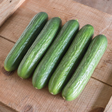 Fresh cucumber, Packaging Type : Green