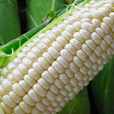 Organic White Maize