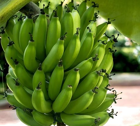 Green Plantain