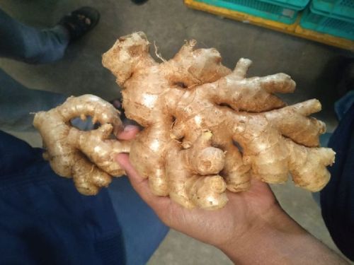 Natural Fresh Ginger, Packaging Type : Gunny Bags