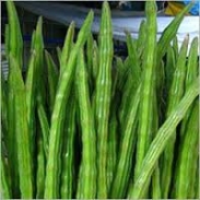 Drumstick, Fresh Drumstick,drumstick