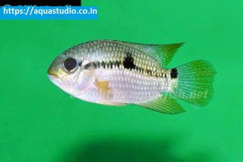 Acara Cichlid Fish