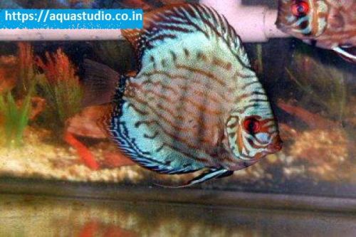 Blue Discus Fish