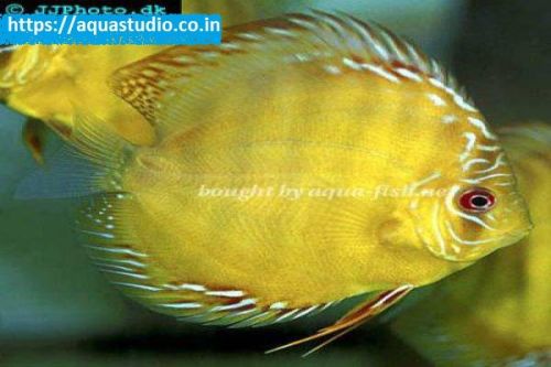 Discus Fish